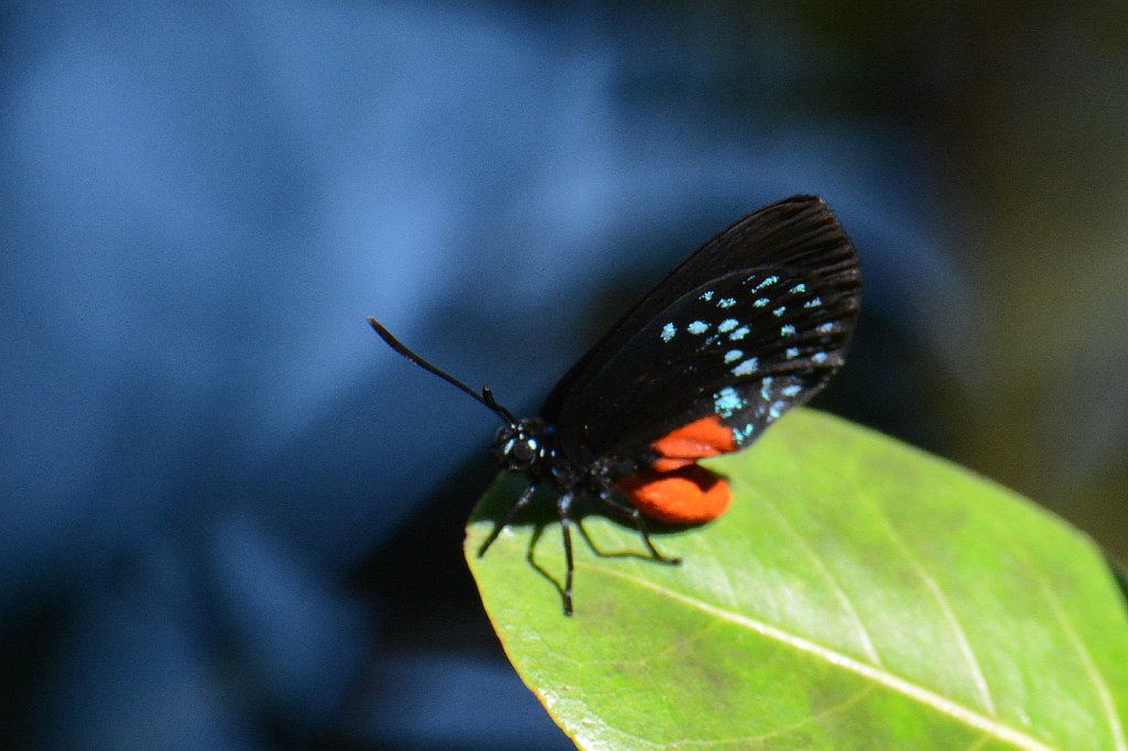 012 2015-01181179 Okeeheelee Nature Center, FL.JPG - Atala (Eumaeus atala). Butterfly. Okeeheelee Nature Center, FL, 1-18-2015